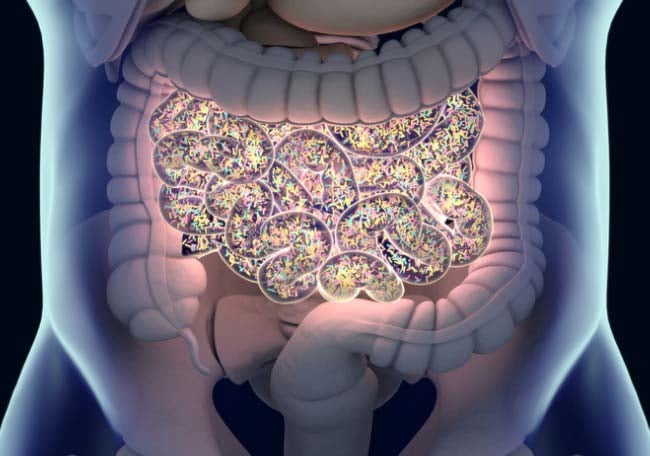  Microbiótica intestinal