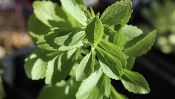 Qué es la stevia?