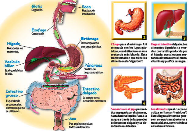 Qué le sucede a los alimentos cuando ingresan a nuestro cuerpo?